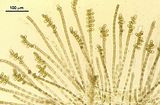Cladosiphon irregularis4